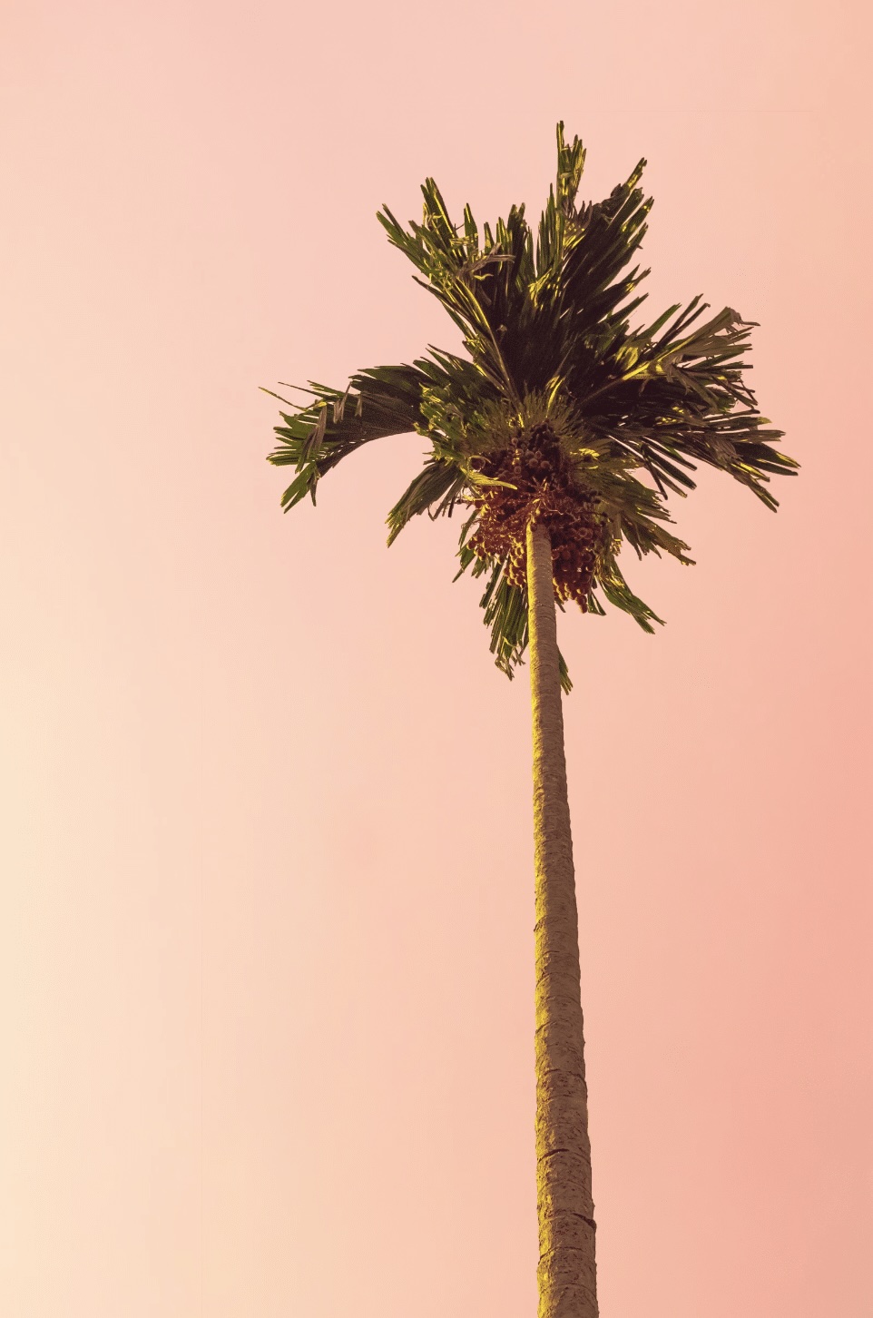 A single palm up against pink sky